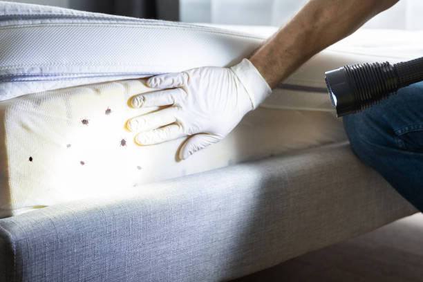 Best Mosquito Control Services  in Fort Valley, AZ
