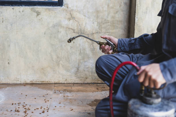 Best Termite Control Services  in Fort Valley, AZ